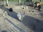 Trio Cochin Groothoender, Meerdere dieren, Kip