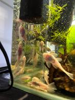 Ancistruss L144 snow white 6€ per stuks, Dieren en Toebehoren, Vissen | Aquariumvissen, Vis, Zoetwatervis, Schoolvis