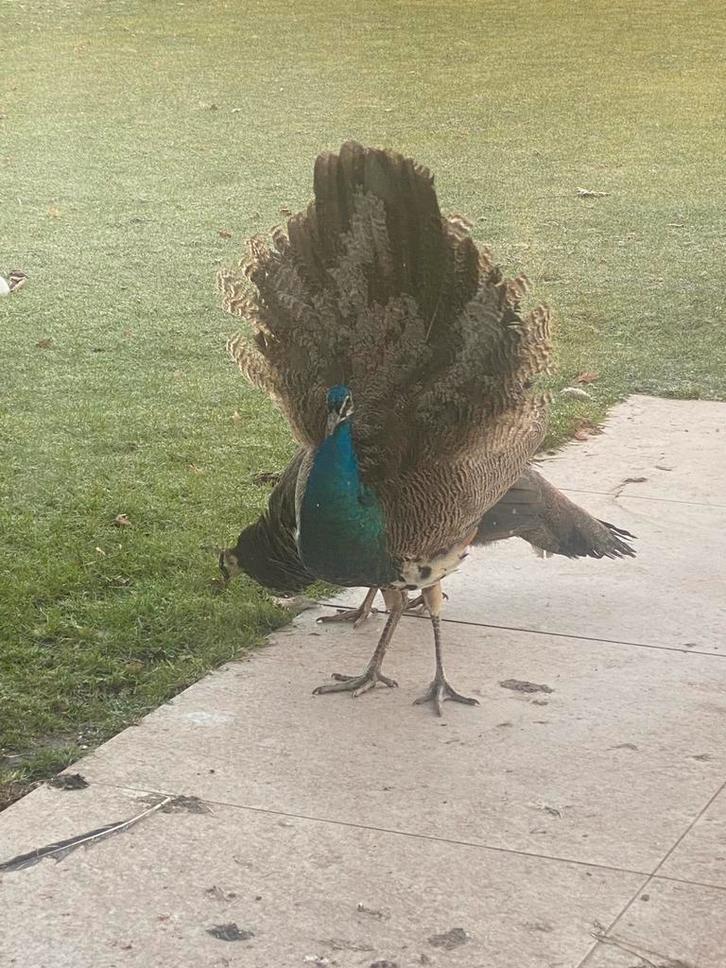 Pauwen te koop – 2 mannetjes – 11 maanden, Dieren en Toebehoren, Pluimvee, Overige soorten, Mannelijk