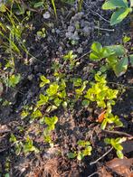 Jonge plantjes helleborus. 4€/10 plantjes!, Tuin en Terras, Vaste plant, Halfschaduw, Winter, Ophalen