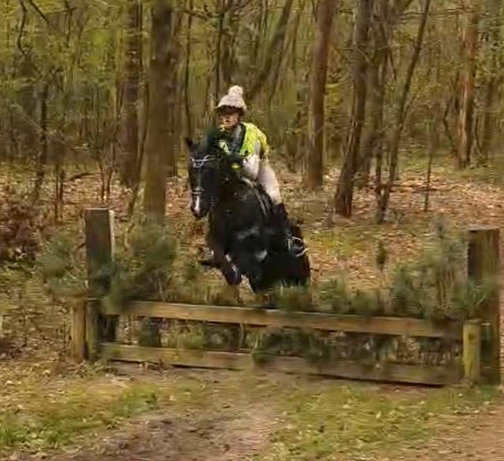 Leuke 10j c pony ruin, Dieren en Toebehoren, Pony's, Ruin, Niet van toepassing, C pony (1.27m tot 1.37m), 7 tot 10 jaar, Met stamboom