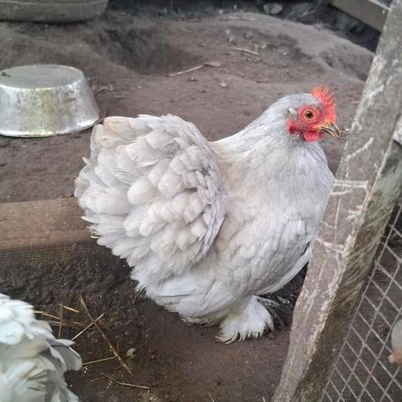 15 broedeieren cochin, Geslacht onbekend, Kip