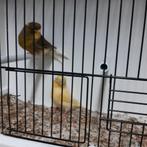 Enkele glosters, Dieren en Toebehoren, Vogels | Kanaries