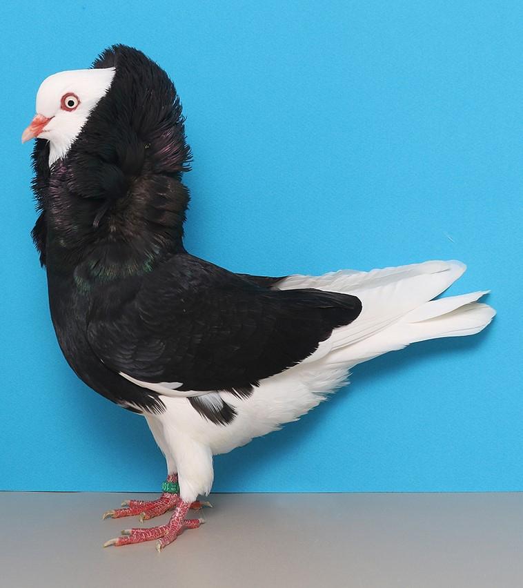 Capucijn duiven, Dieren en Toebehoren