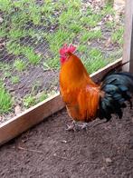 2 hanen gratis, ook apart verkrijgbaar!, Mannelijk, Kip