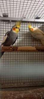 Couple de calopsitte repro