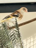 Deux jeunes metis de chardonneret de 2026, Animaux & Accessoires, Oiseaux | Oiseaux Autre, Sexe inconnu, Oiseau chanteur sauvage