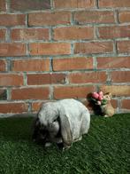 Nederlandse dwerghangoren, Dieren en Toebehoren, Mannelijk, Dwerg, Hangoor