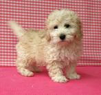 Des chiots Maltipoo super mignons !, 15 semaines à 1 an, Étranger, Hépatite contagieuse (maladie de Rubarth), Plusieurs animaux