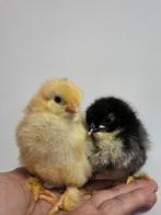 Eendagskuikens brahma / maran, Dieren en Toebehoren