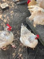 Broedeieren Vredelinger, Dieren en Toebehoren, Pluimvee