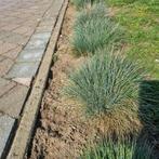 Siergras te koop 48 stuks, Tuin en Terras, Planten | Tuinplanten, Ophalen of Verzenden