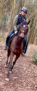 Toffe merrie, Dieren en Toebehoren, Pony's, Merrie