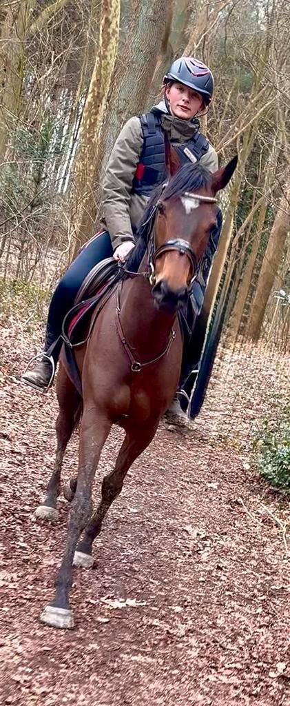 Jument cool, Animaux & Accessoires, Poneys, Jument