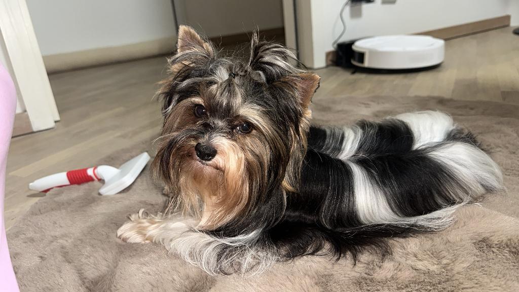 Biewer Yorkshire male, Animaux & Accessoires, Chiens | Jack Russell & Terriers, 1 à 2 ans, Yorkshire Terrier, Chien (mâle), Parvovirose