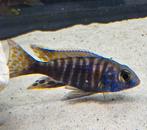Cichlidés Aulonocara stuartgranti Malawi, Poisson, Poisson d'eau douce
