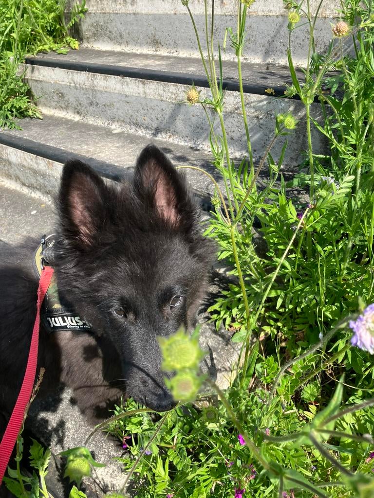 Groenendalers pups, België, Parvo, 8 tot 15 weken, Meerdere