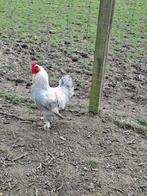 4 hanen te koop, Dieren en Toebehoren, Pluimvee