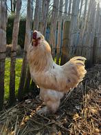 Haan, Mannelijk, Kip