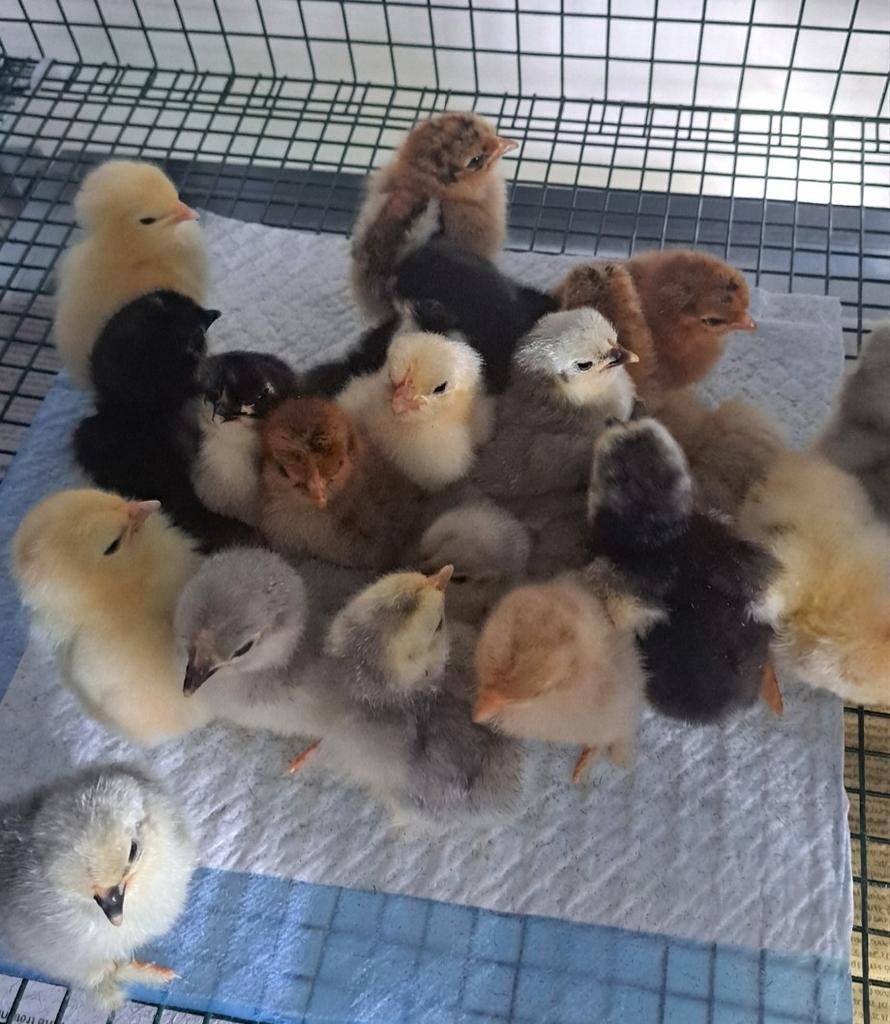 Cochin kriel kuikentjes - nog paar beschikbaar van 14/04, Dieren en Toebehoren, Pluimvee