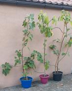 Vijgenbomen, Enlèvement