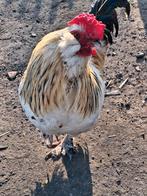 Rooster à vendre, Mâle, Poule ou poulet