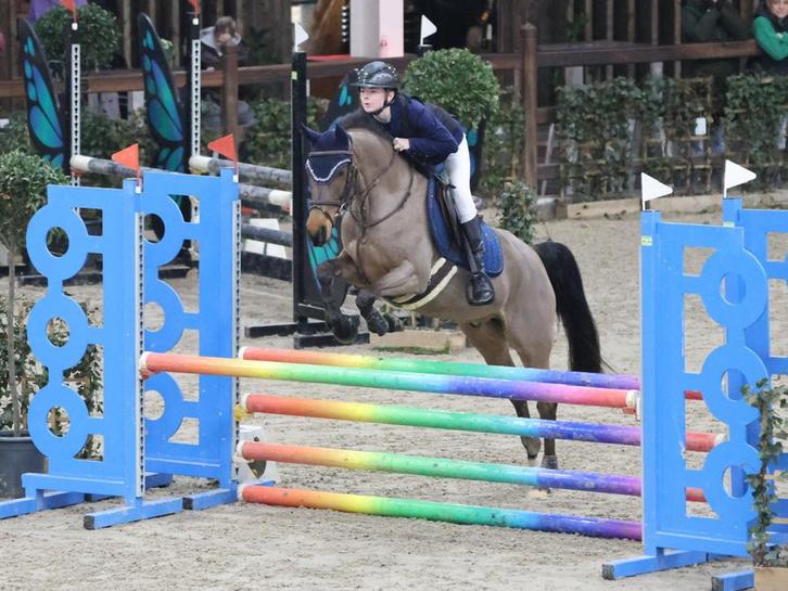 Artist Ilunio Golden Boy v/h rozenbos, Animaux & Accessoires, Chevaux, Hongre, Débourré, Moins de 160 cm, Cheval de saut