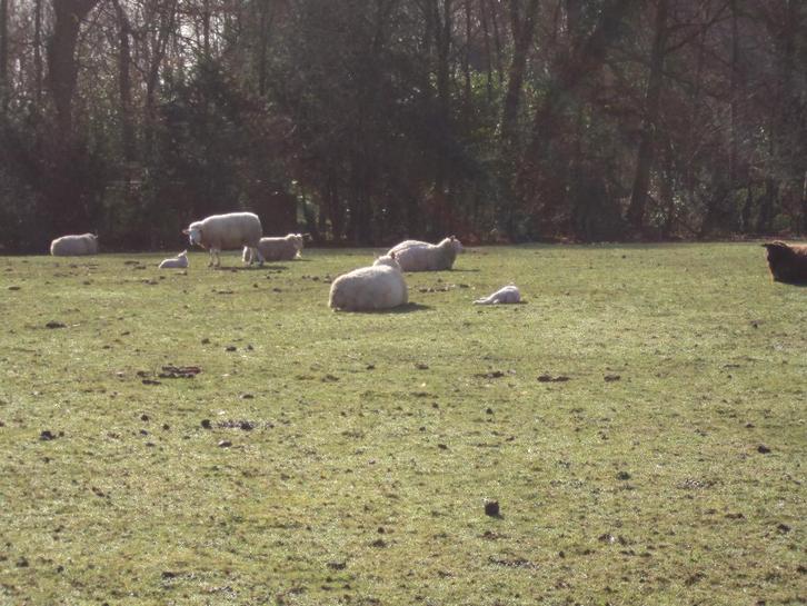 Schapen met lammeren, Dieren en Toebehoren, Schapen, Geiten en Varkens
