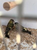 Sijsjes, Dieren en Toebehoren, Mannelijk, Wildzangvogel, Geringd