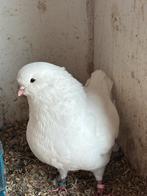 King duiven kingduiven, Animaux & Accessoires