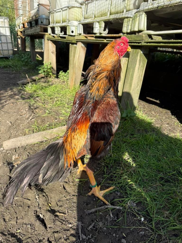 Jap Oshamo, Dieren en Toebehoren