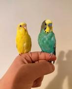 Superbe paire de perruche apprivoisé avec cage, Plusieurs animaux, Perruche, Domestique