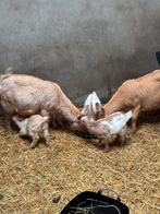 Dwergeiten, Dieren en Toebehoren