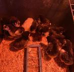 Marans kuikens, Dieren en Toebehoren, Pluimvee, Geslacht onbekend