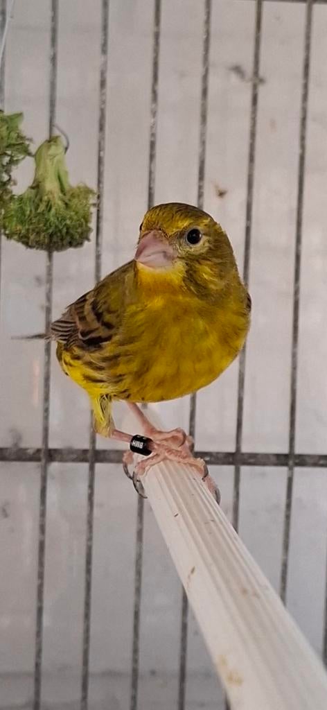 Metis cini X canaris 2025, Animaux & Accessoires, Mâle