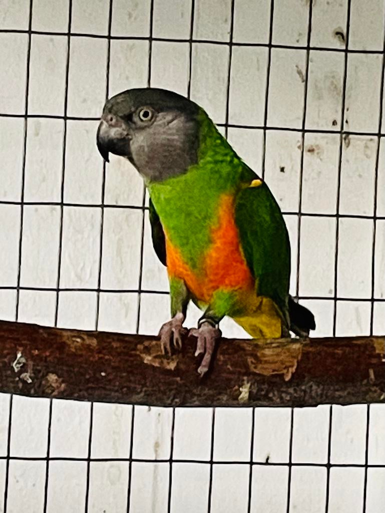 Senegal papegaai, Dieren en Toebehoren, Papegaai, Geringd