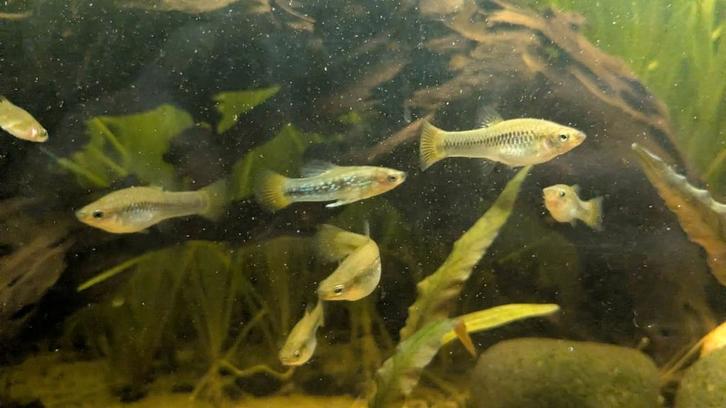 Limia perugiae (trio), Dieren en Toebehoren, Vissen | Aquariumvissen