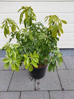 Choisya Ternata, Ophalen, Halfschaduw