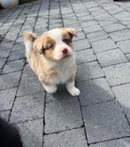 Beaux chiots border collie, Colley, Plusieurs, Hépatite contagieuse (maladie de Rubarth), Belgique