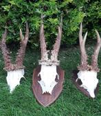 3x TROFEEËN GEWEI REEBOK  !, Ophalen, Schedel