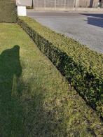 Haagplanten, Ophalen, Buxus