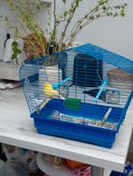 Kanarie met kooi, Dieren en Toebehoren, Ophalen