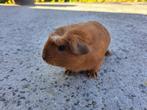Amerikaans gekruind - Goud Donkeroog, Cavia, Juli, Vrouwelijk, Tam