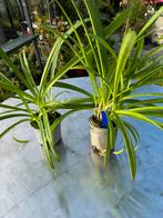 Plantgoed van Agapanthus, Tuin en Terras, Planten | Tuinplanten, Ophalen