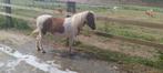 A pony merrie, Boeken, Advies, Hulp en Training, Ophalen of Verzenden