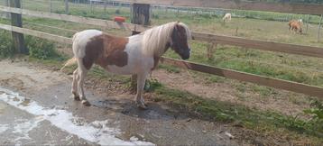 A pony merrie disponible aux enchères