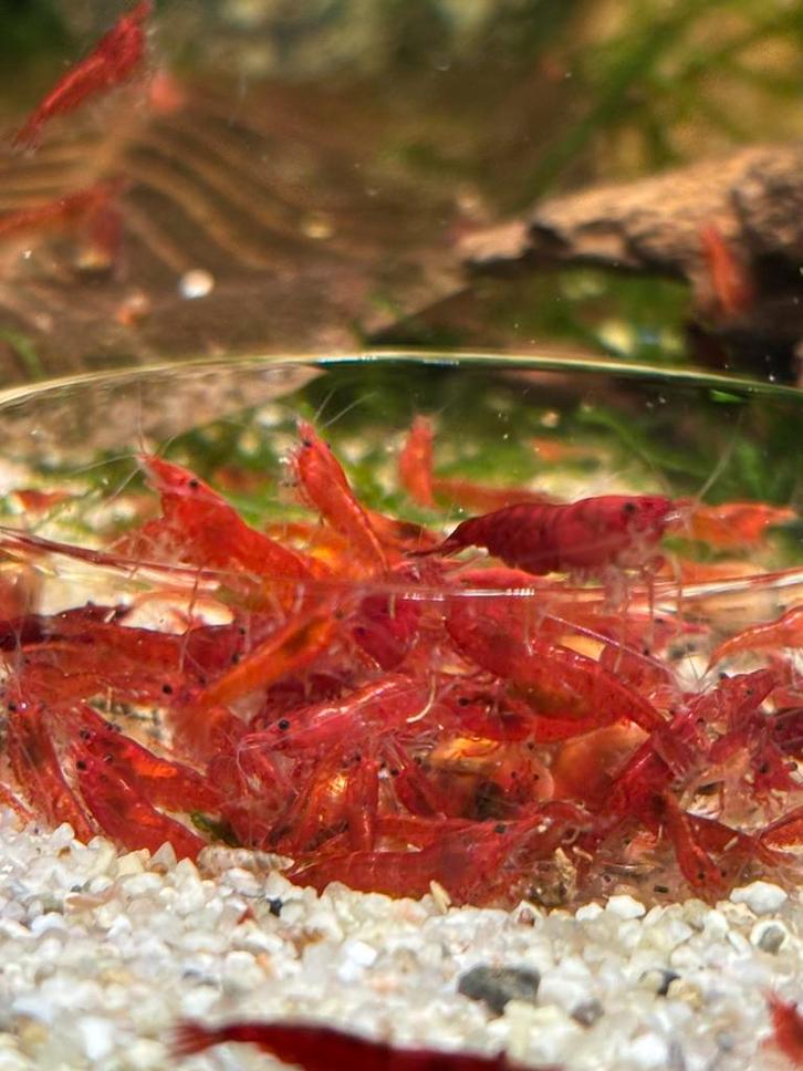 Neocaridina Davidi sp. Bloody Mary, Dieren en Toebehoren, Vissen | Aquariumvissen, Zoetwatervis, Kreeft, Krab of Garnaal, Schoolvis