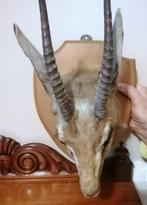 Tête d'antilope ou de gazelle montée sur étagère, Bois ou Tête, Animal sauvage, Utilisé, Envoi