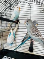 Een golvende parkiet kruisen met een Engelse parkiet, Dieren en Toebehoren, Parkiet