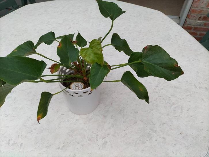 Anthurium kamerplant + witte bloempot, Huis en Inrichting, Kamerplanten, Ophalen
